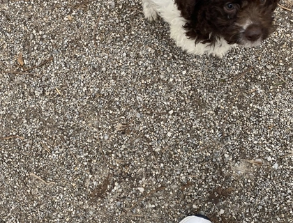 Lagotto romagnolo Mädchen