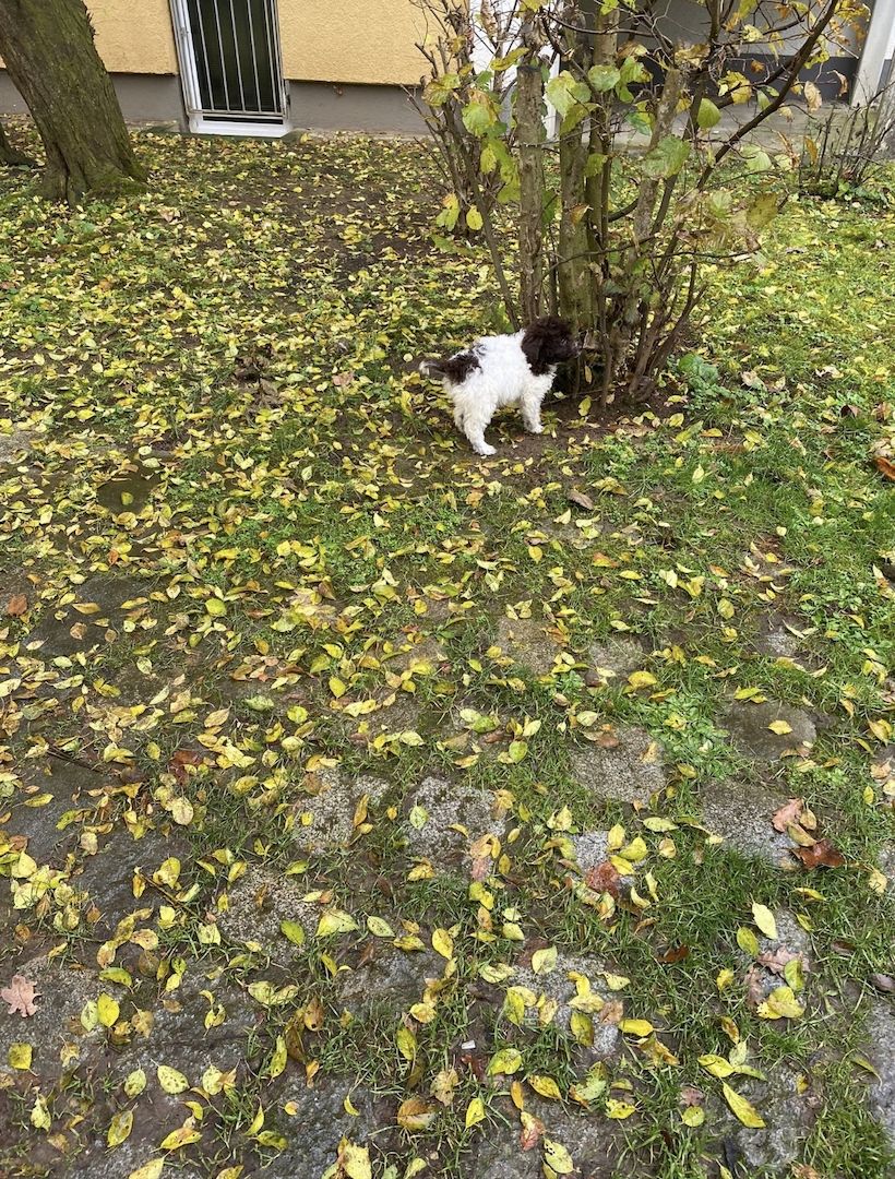 Lagotto romagnolo Mädchen