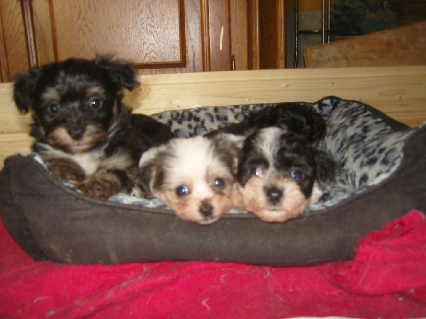 Chihuahua-Pudel.Welpen abzugeben