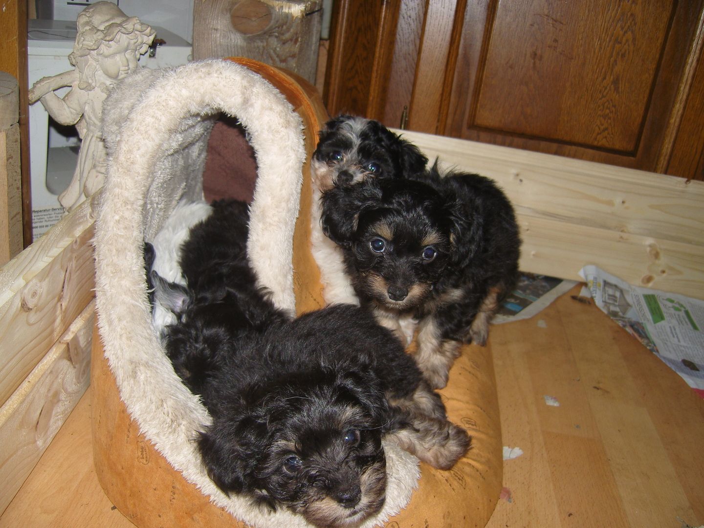 Chihuahua-Pudel.Welpen abzugeben