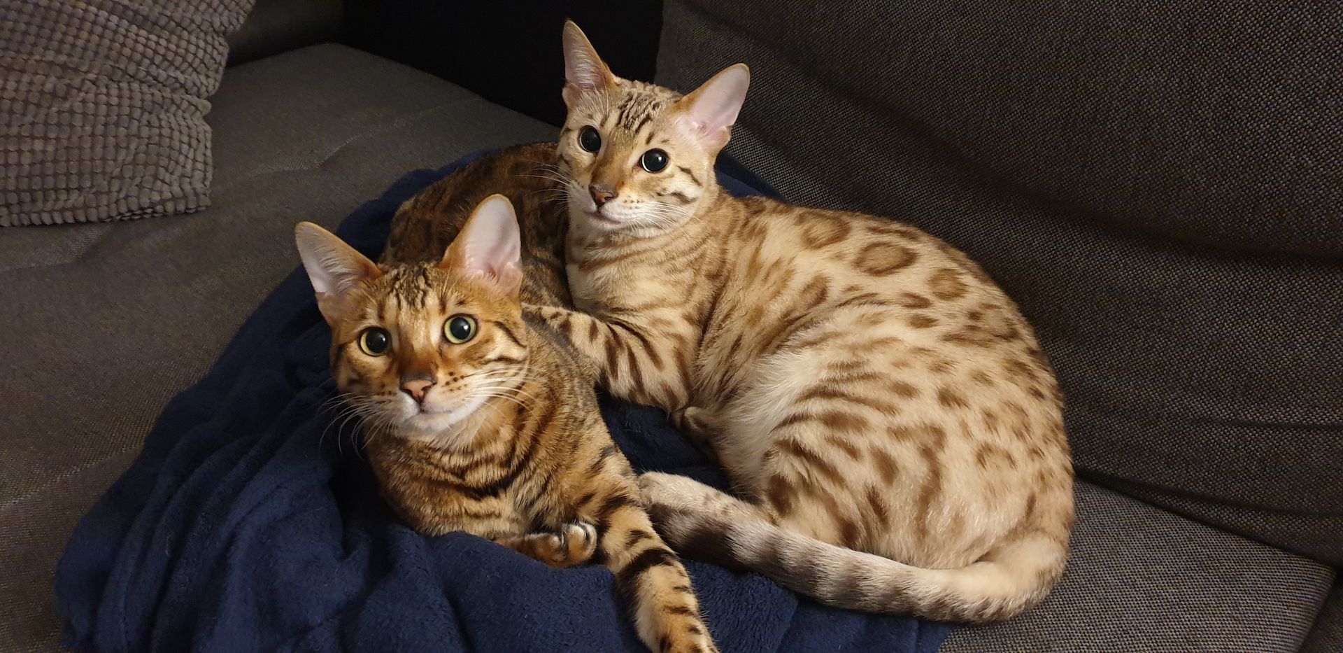 Zwei Bengal Brüder suchen ein liebevolles Zuhause, AUF WUNSCH mit reichlich Ausstattung. Zwei Bengal Brüder suchen ein liebevolles Zuhause, AUF WUNSCH mit reichlich Ausstattung.