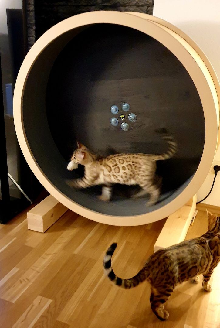 Zwei Bengal Brüder suchen ein liebevolles Zuhause, AUF WUNSCH mit reichlich Ausstattung. Zwei Bengal Brüder suchen ein liebevolles Zuhause, AUF WUNSCH mit reichlich Ausstattung.