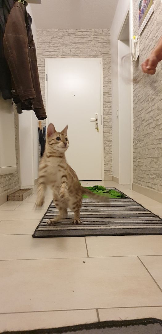 Zwei Bengal Brüder suchen ein liebevolles Zuhause, AUF WUNSCH mit reichlich Ausstattung. Zwei Bengal Brüder suchen ein liebevolles Zuhause, AUF WUNSCH mit reichlich Ausstattung.