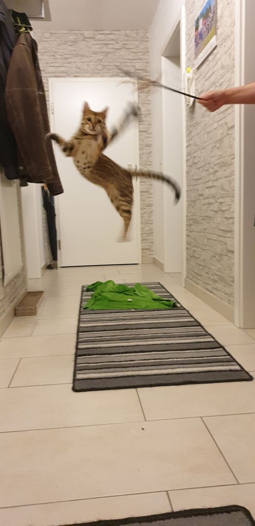 Zwei Bengal Brüder suchen ein liebevolles Zuhause, AUF WUNSCH mit reichlich Ausstattung. Zwei Bengal Brüder suchen ein liebevolles Zuhause, AUF WUNSCH mit reichlich Ausstattung.