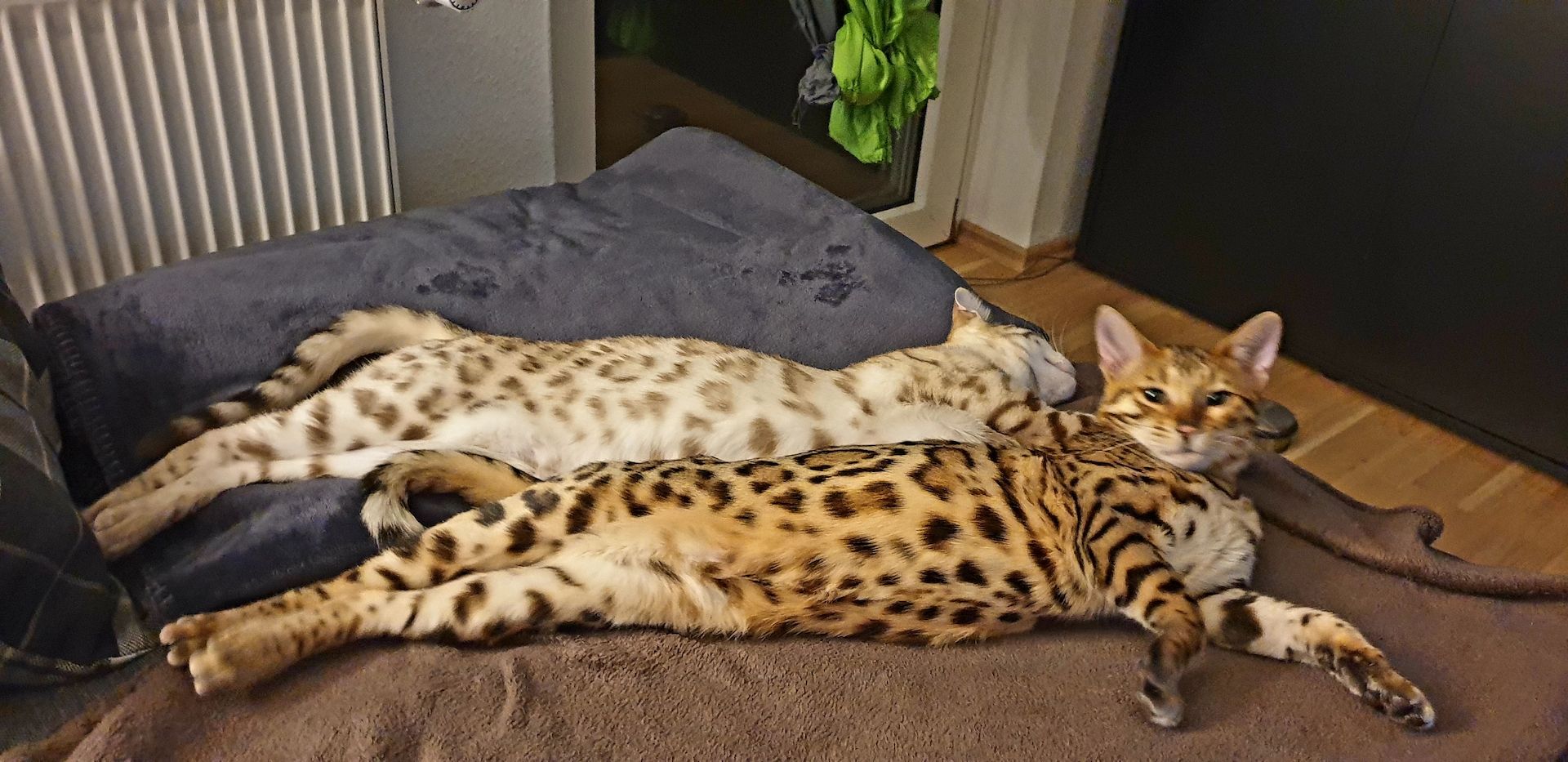 Zwei Bengal Brüder suchen ein liebevolles Zuhause, AUF WUNSCH mit reichlich Ausstattung. Zwei Bengal Brüder suchen ein liebevolles Zuhause, AUF WUNSCH mit reichlich Ausstattung.