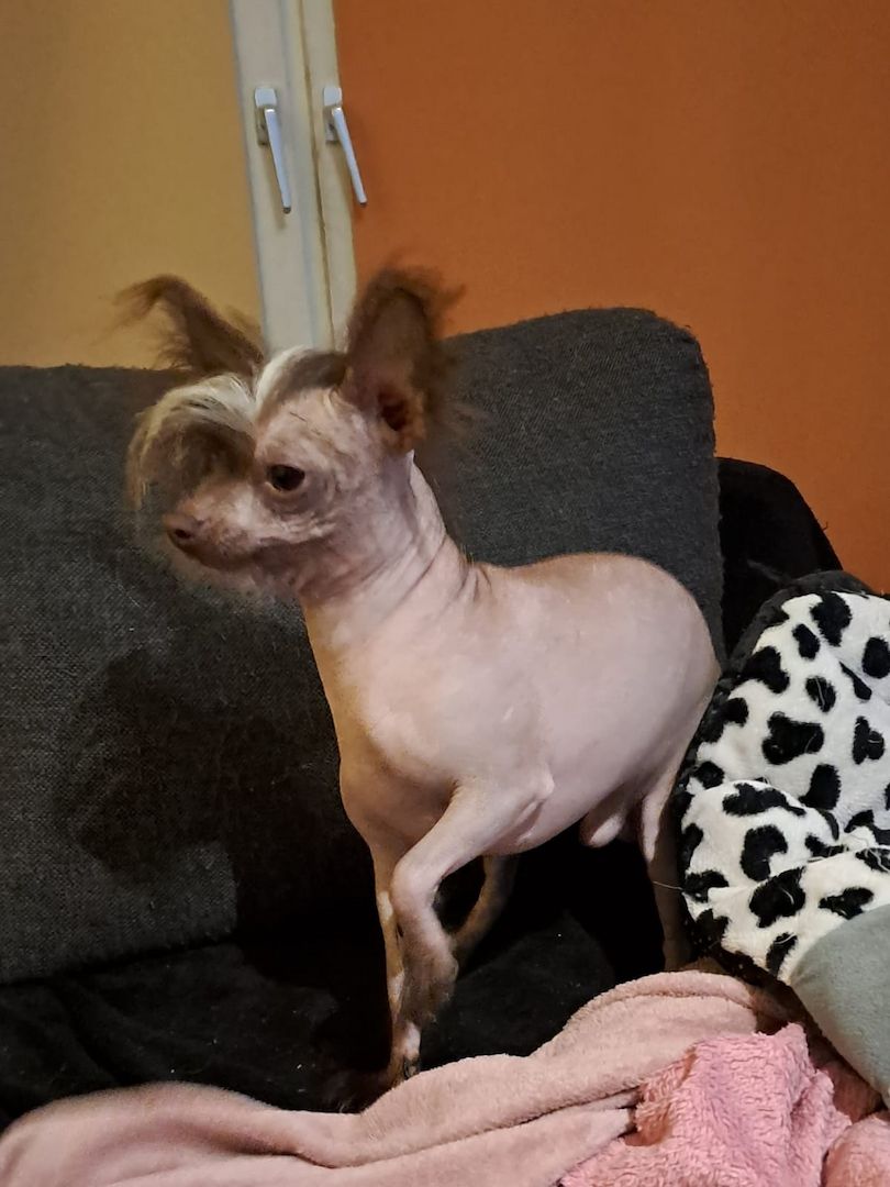Chinese Crested Nackthund Cinesischer Schopfhund | Rassehund 1 Jahr alt