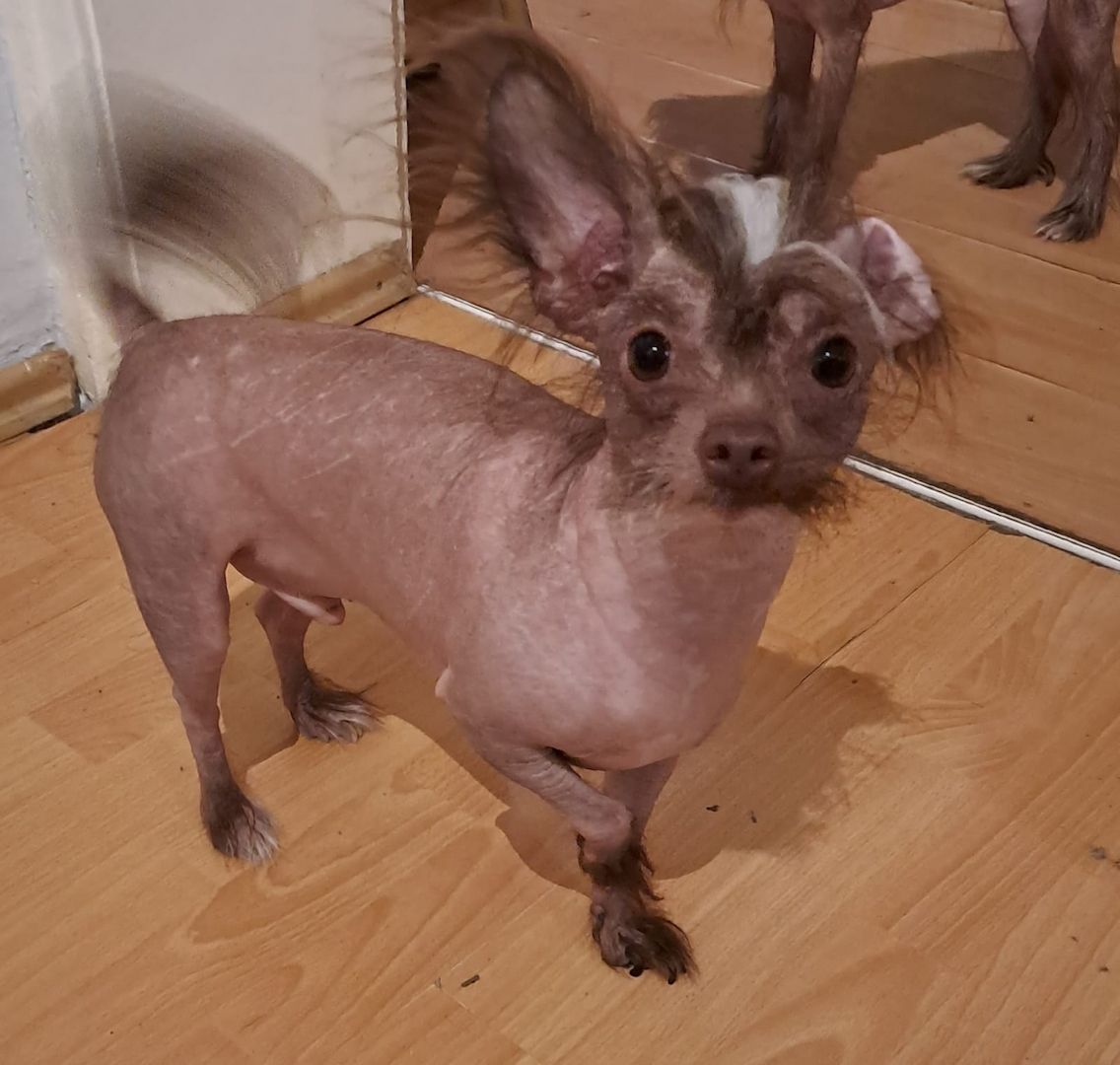 Chinese Crested Nackthund Cinesischer Schopfhund | Rassehund 1 Jahr alt