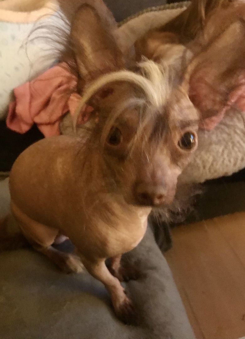 Chinese Crested Nackthund Cinesischer Schopfhund | Rassehund 1 Jahr alt