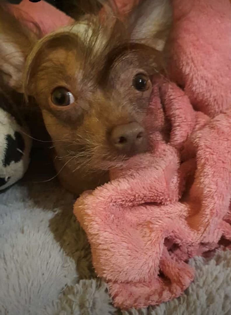 Chinese Crested Nackthund Cinesischer Schopfhund | Rassehund 1 Jahr alt