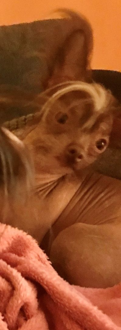 Chinese Crested Nackthund Cinesischer Schopfhund | Rassehund 1 Jahr alt