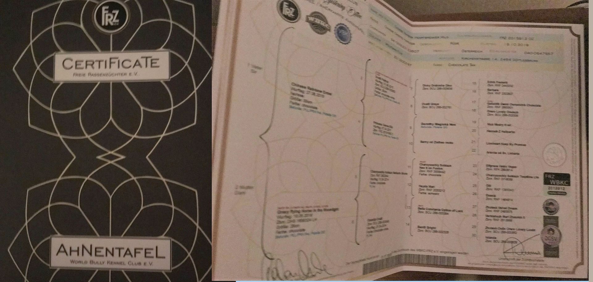 Chinese Crested Nackthund Cinesischer Schopfhund | Rassehund 1 Jahr alt