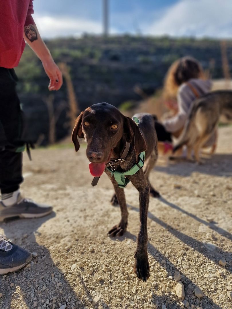 Ein Herzenshund für Herzensmenschen