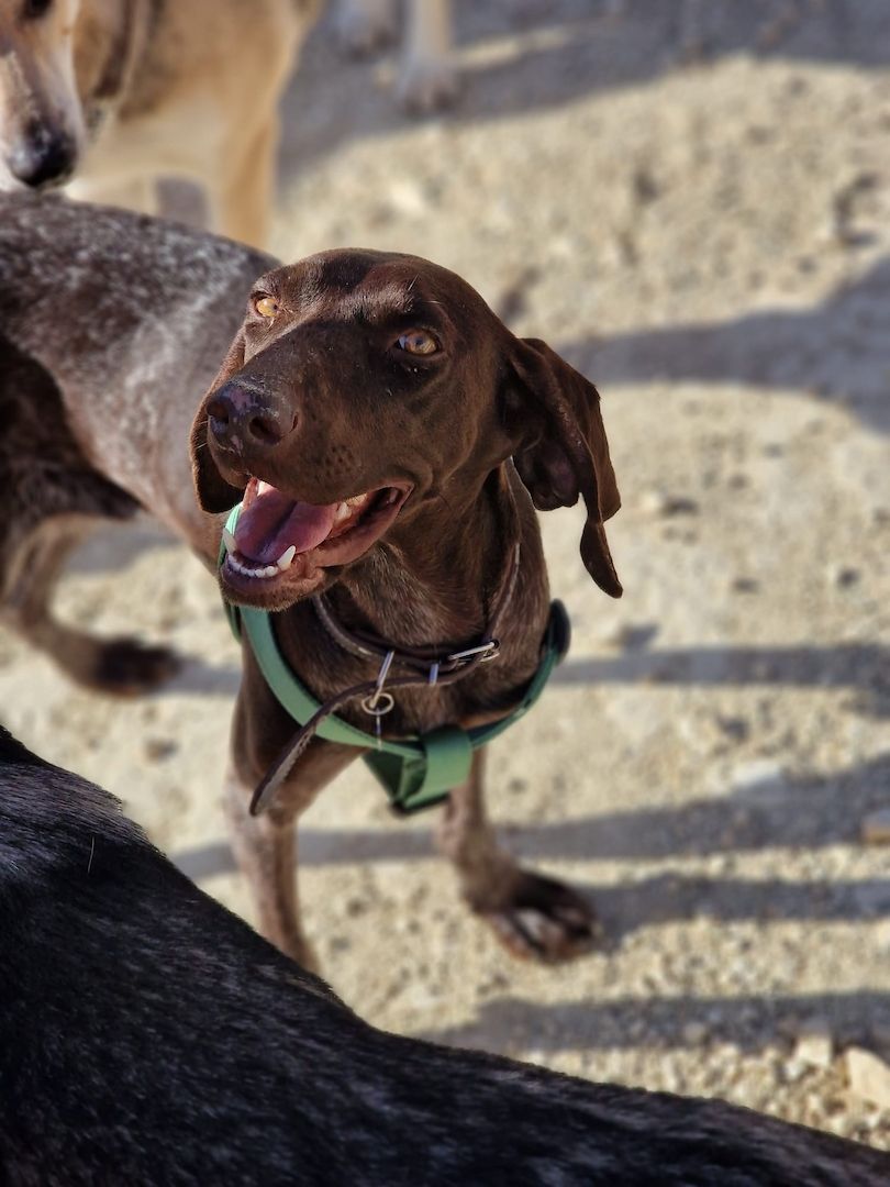 Ein Herzenshund für Herzensmenschen