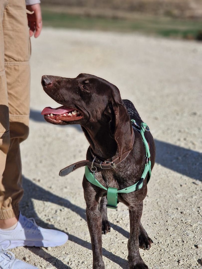 Ein Herzenshund für Herzensmenschen