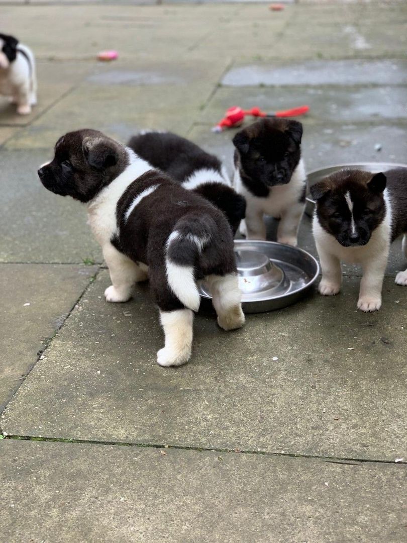 Akita-Welpen zur Adoption