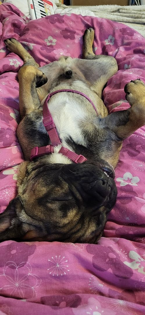 Süßer kleiner Hund abzugeben