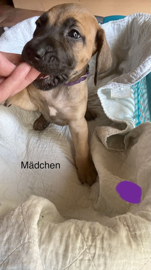 Deutsche Dogge Labrador und Fila Brasileiro Mixwelpen Deutsche Dogge Labrador und Fila Brasileiro Mixwelpen