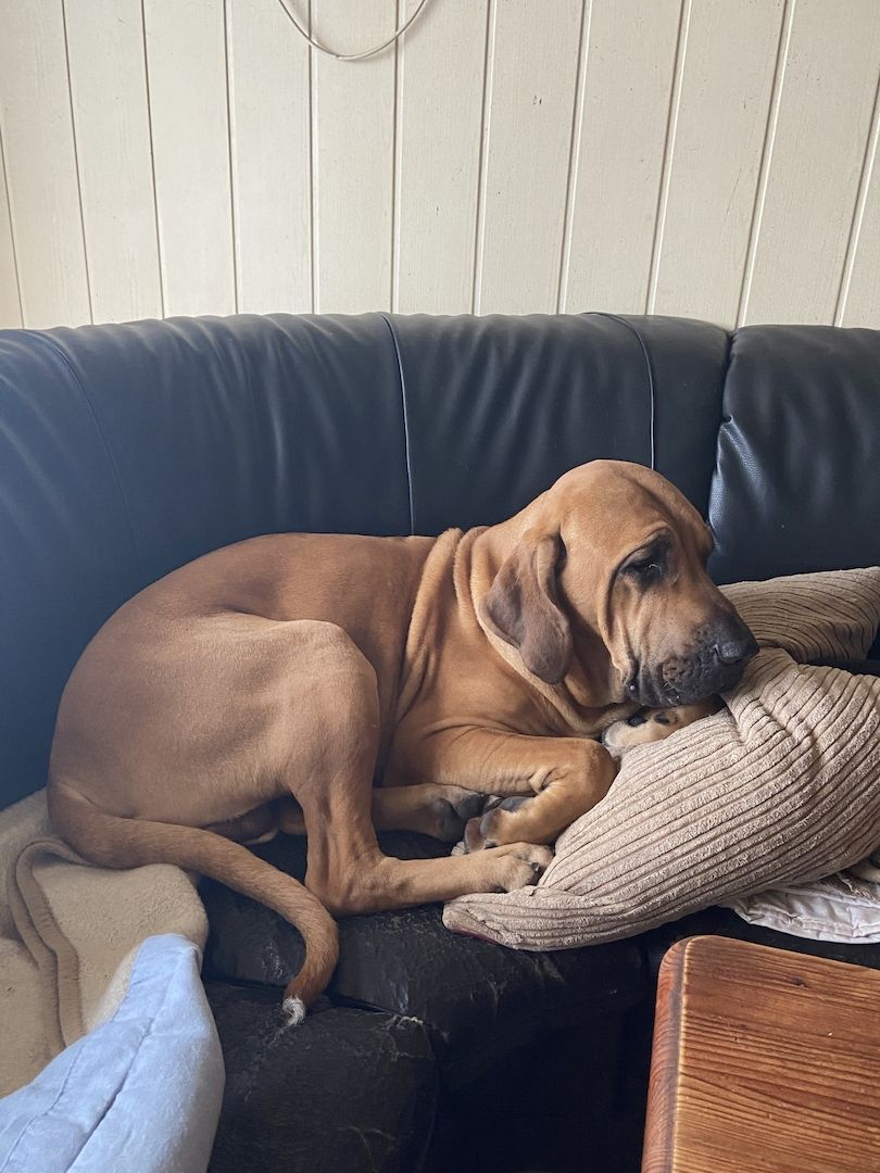 Deutsche Dogge Labrador und Fila Brasileiro Mixwelpen Deutsche Dogge Labrador und Fila Brasileiro Mixwelpen