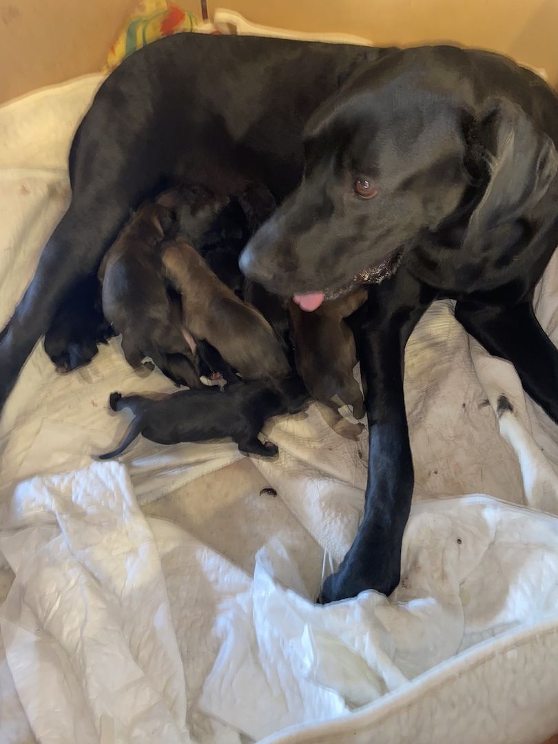 Deutsche Dogge Labrador und Fila Brasileiro Mixwelpen Deutsche Dogge Labrador und Fila Brasileiro Mixwelpen