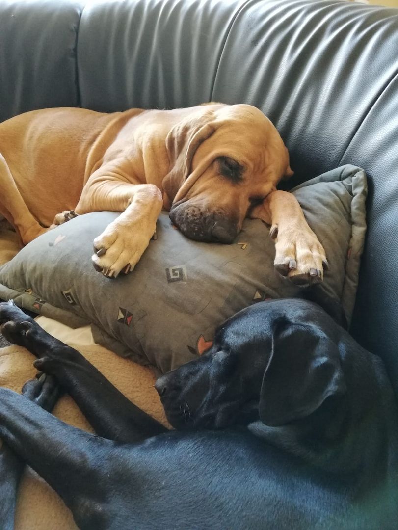 Deutsche Dogge Labrador und Fila Brasileiro Mixwelpen Deutsche Dogge Labrador und Fila Brasileiro Mixwelpen