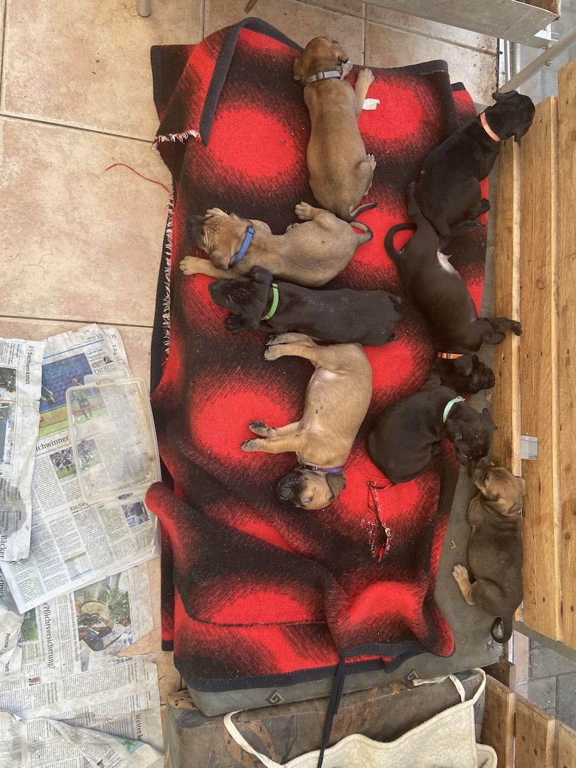 Deutsche Dogge Labrador und Fila Brasileiro Mixwelpen Deutsche Dogge Labrador und Fila Brasileiro Mixwelpen