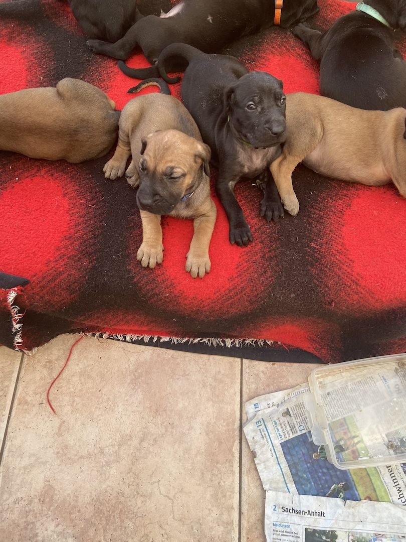 Deutsche Dogge Labrador und Fila Brasileiro Mixwelpen Deutsche Dogge Labrador und Fila Brasileiro Mixwelpen