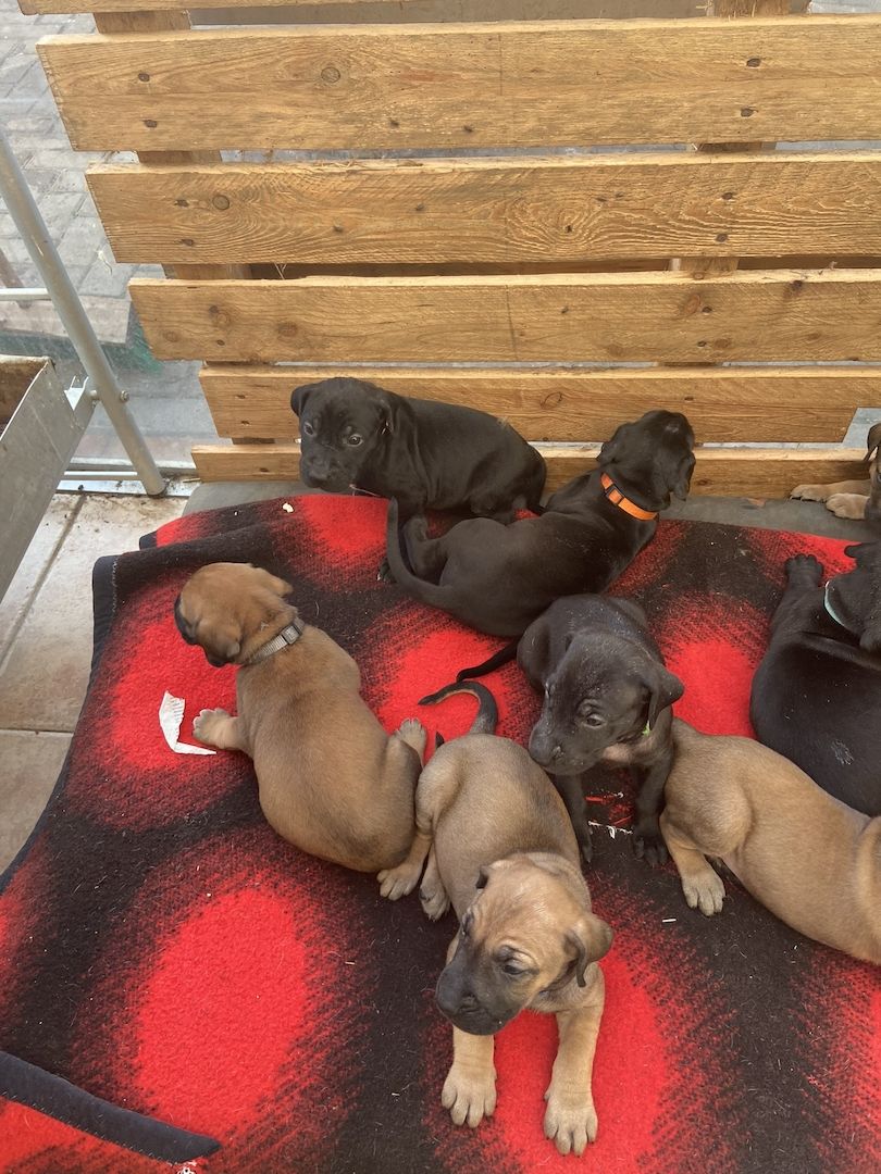 Deutsche Dogge Labrador und Fila Brasileiro Mixwelpen Deutsche Dogge Labrador und Fila Brasileiro Mixwelpen