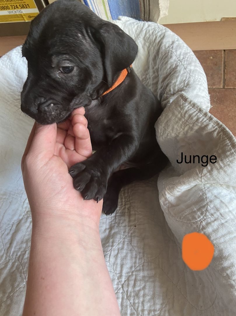 Deutsche Dogge Labrador und Fila Brasileiro Mixwelpen Deutsche Dogge Labrador und Fila Brasileiro Mixwelpen