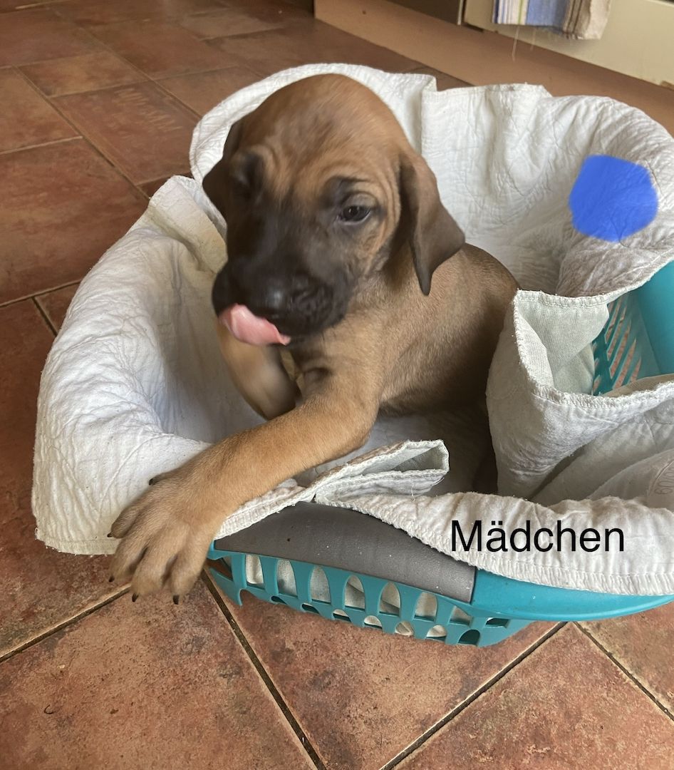 Deutsche Dogge Labrador und Fila Brasileiro Mixwelpen Deutsche Dogge Labrador und Fila Brasileiro Mixwelpen