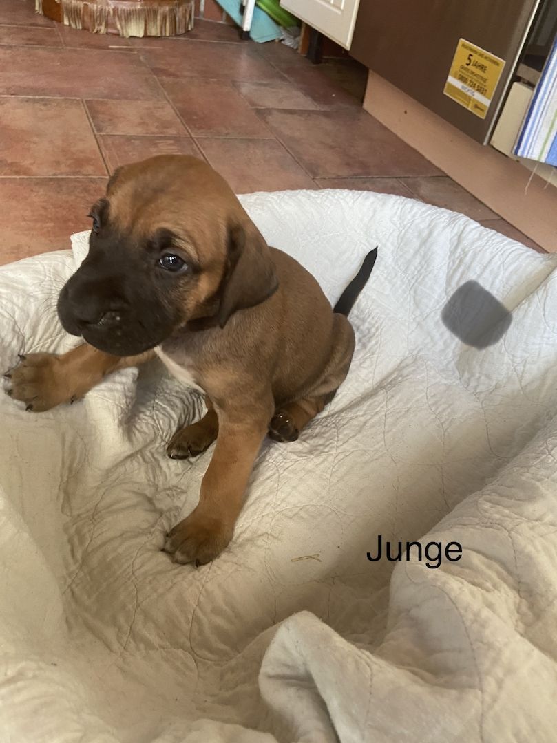 Deutsche Dogge Labrador und Fila Brasileiro Mixwelpen Deutsche Dogge Labrador und Fila Brasileiro Mixwelpen