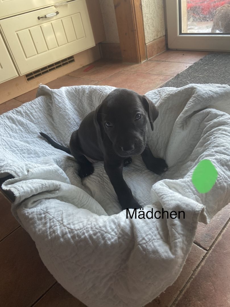 Deutsche Dogge Labrador und Fila Brasileiro Mixwelpen Deutsche Dogge Labrador und Fila Brasileiro Mixwelpen