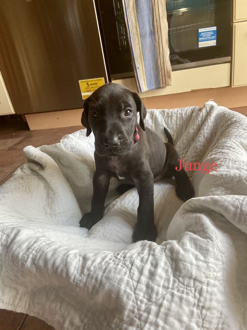 Deutsche Dogge Labrador und Fila Brasileiro Mixwelpen Deutsche Dogge Labrador und Fila Brasileiro Mixwelpen