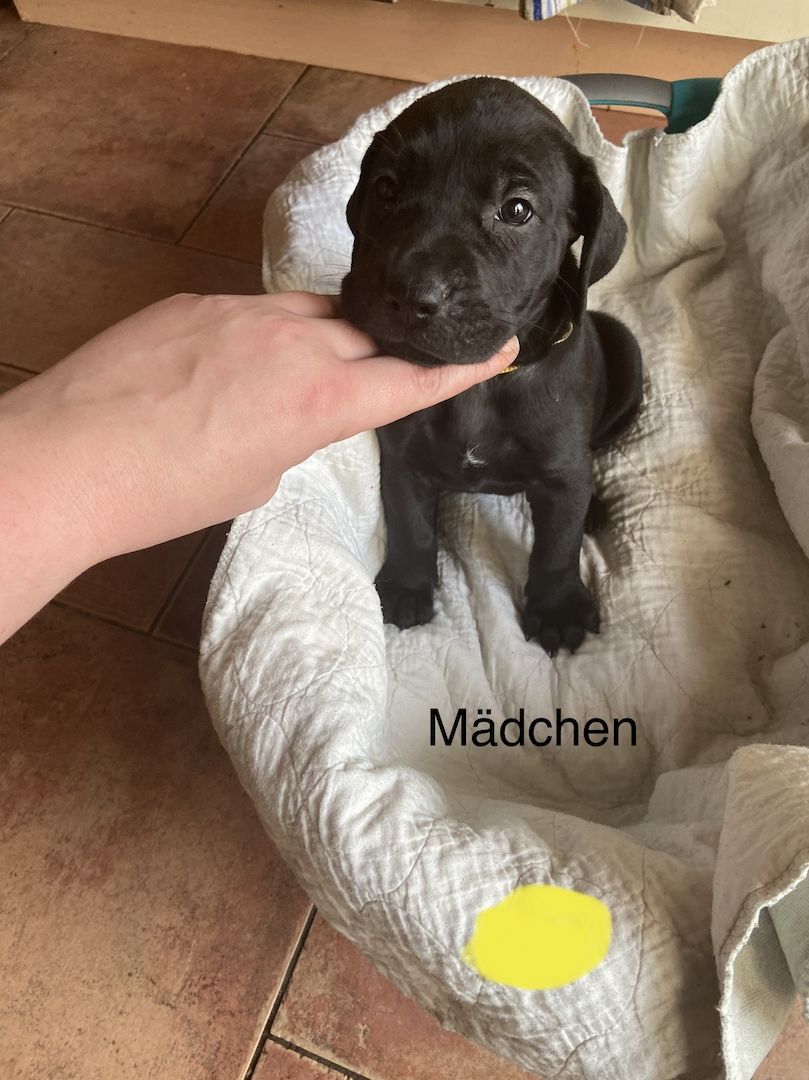 Deutsche Dogge Labrador und Fila Brasileiro Mixwelpen Deutsche Dogge Labrador und Fila Brasileiro Mixwelpen