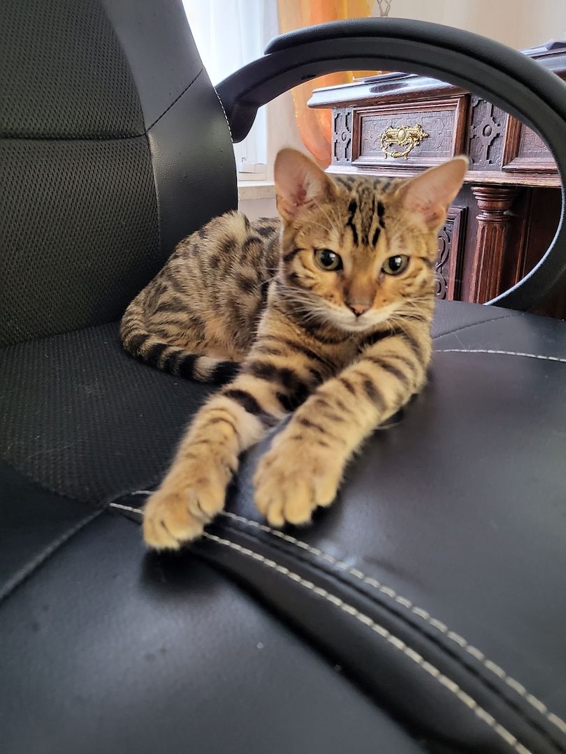 reinrassige Bengal Katze