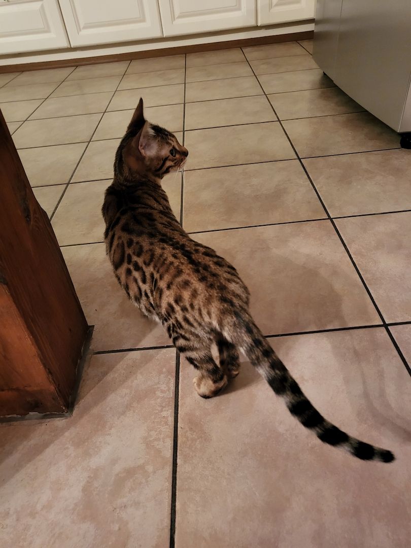 reinrassige Bengal Katze