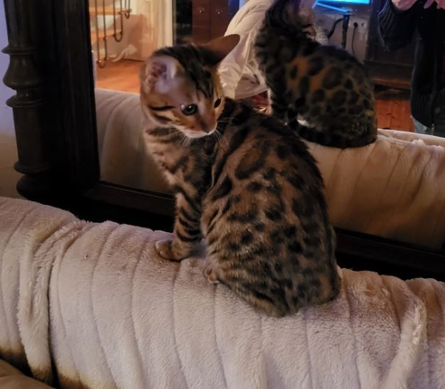 reinrassige Bengal Katze