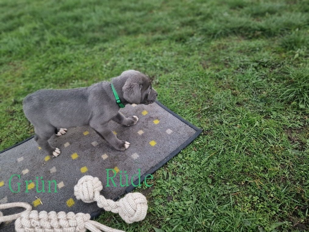Cane Corso Welpen Cane Corso Welpen