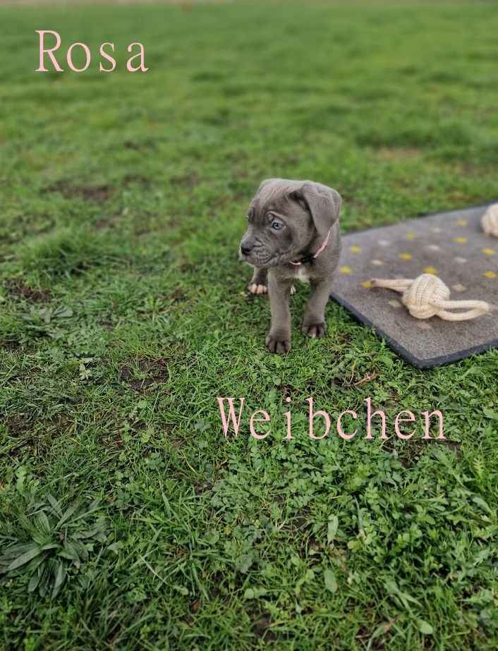 Cane Corso Welpen Cane Corso Welpen