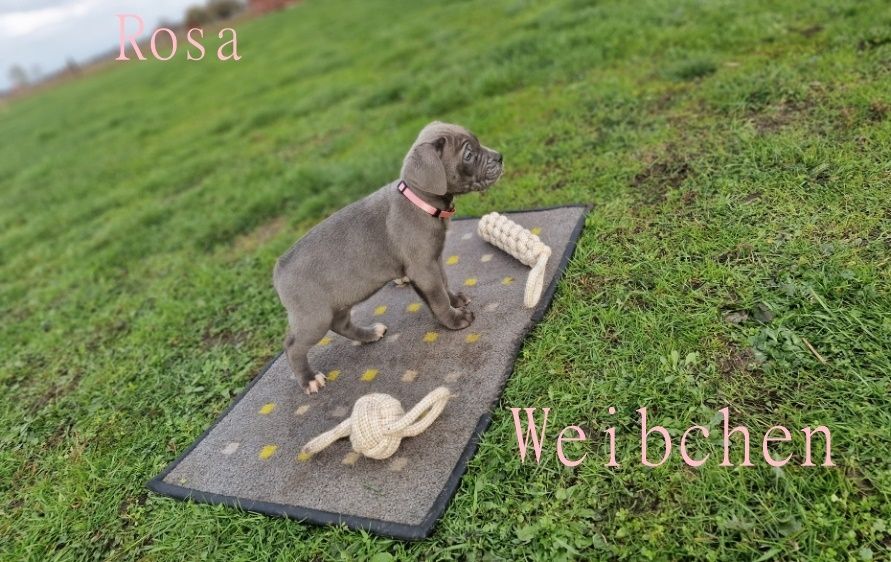 Cane Corso Welpen Cane Corso Welpen