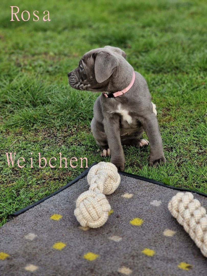 Cane Corso Welpen Cane Corso Welpen