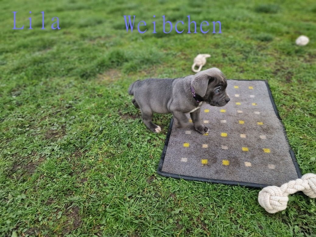 Cane Corso Welpen Cane Corso Welpen