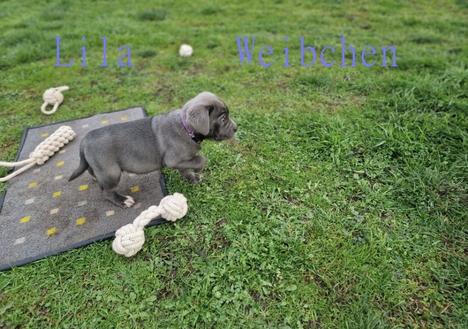 Cane Corso Welpen Cane Corso Welpen