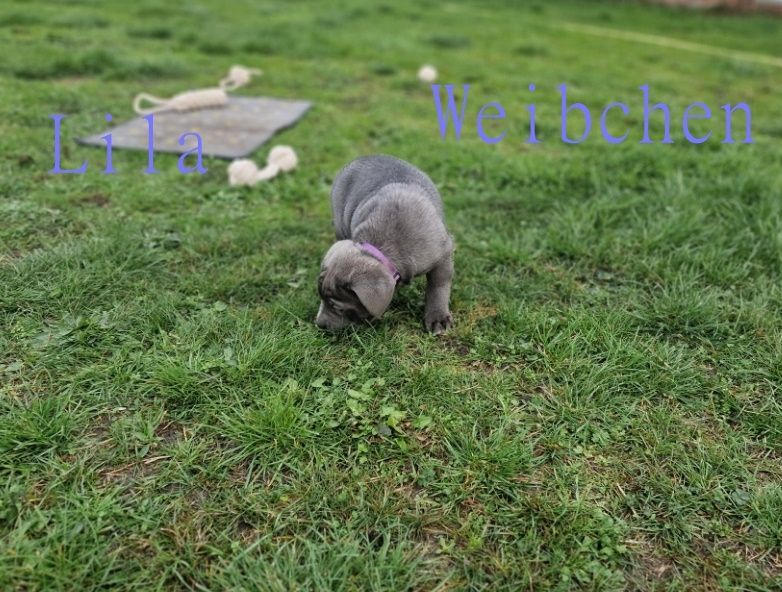 Cane Corso Welpen Cane Corso Welpen