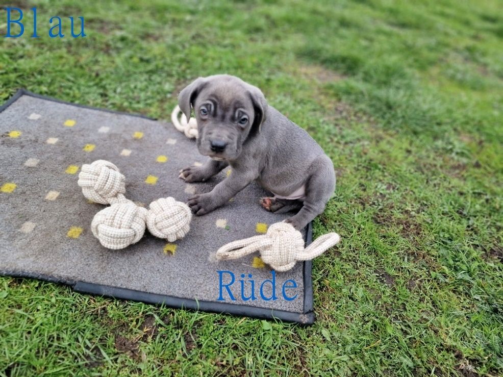 Cane Corso Welpen Cane Corso Welpen