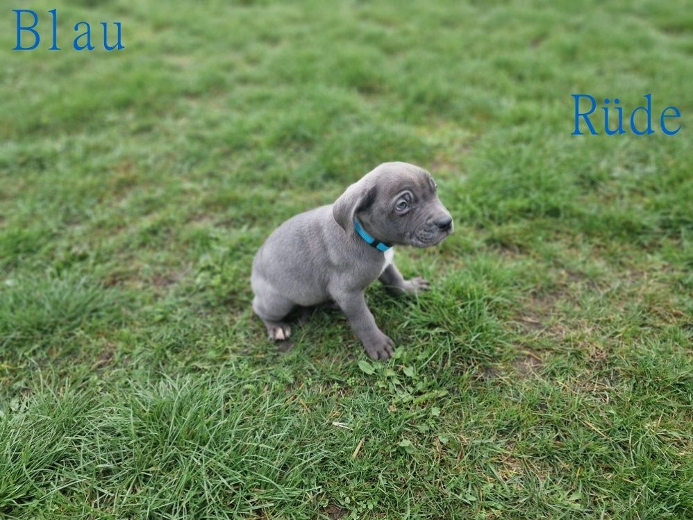 Cane Corso Welpen Cane Corso Welpen