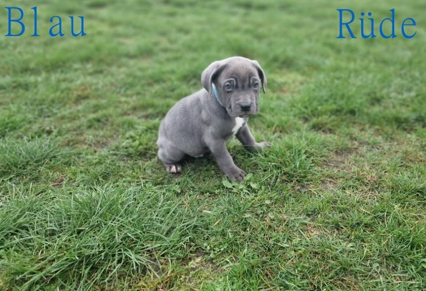 Cane Corso Welpen Cane Corso Welpen