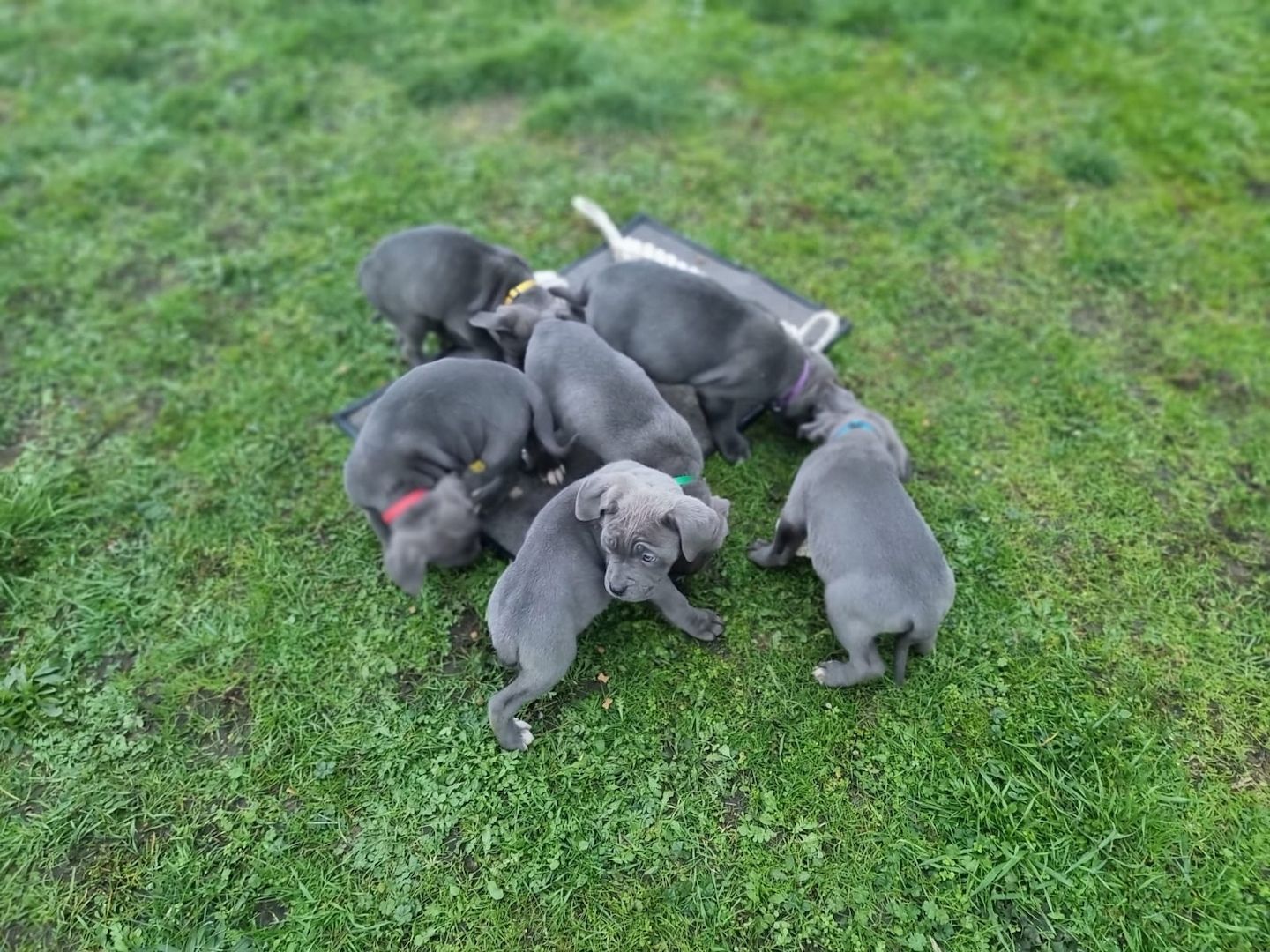 Cane Corso Welpen Cane Corso Welpen