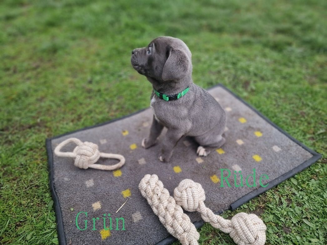 Cane Corso Welpen Cane Corso Welpen