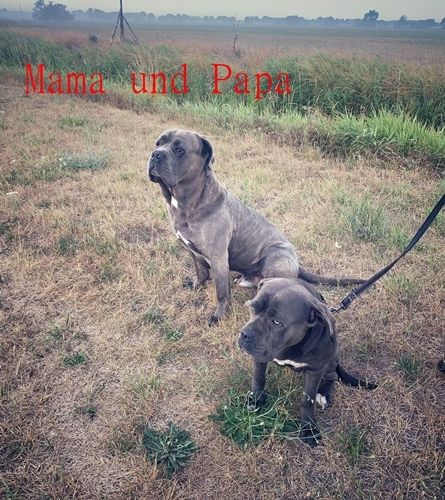 Cane Corso Welpen Cane Corso Welpen