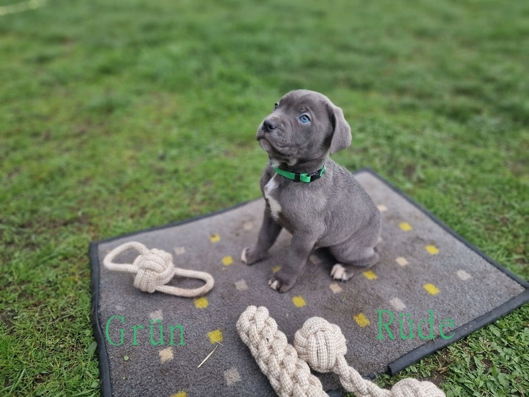 Cane Corso Welpen Cane Corso Welpen